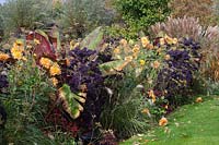 Exotic autumn bed, Dahlia Ludwig Helfert, Ensete ventricosum Maurelii, Brassica oleracea Redbor 