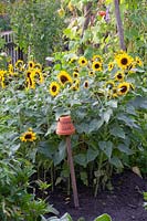 Low sunflowers in the country garden, Helianthus annuus Waooh 