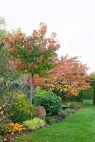 Autumn garden with Liquidambar styraciflua Autumn Colour Globe, Liquidambar styraciflua Gumball, Cercis canadensis Forest Pansy 