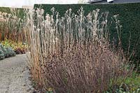 Seed heads in November, Thalictrum flavum glaucum, Rudbeckia fulgida speciosa 