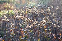 Seed heads of ragwort, Ligularia dentata 