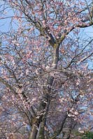 Winter cherry, Prunus subhirtella Autumnalis Rosea 