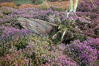 Bed with winter heather, Erica carnea Cleveland 