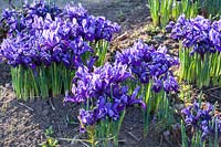 Reticulated iris, Iris reticulata Harmony 