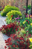 Bed in spring, Tulipa, Euphorbia, Erysimum 