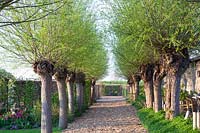Avenue of pollard willows, Salix alba 