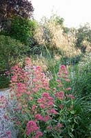 Bed with drought-tolerant perennials, Centranthus ruber, Stipa gigantea, Stachys byzantina 