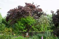 Elderberry in the natural garden, Sambucus nigra Black Beauty 