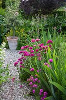 Sweet William in the natural garden, Dianthus barbatus 