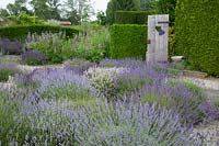 Lavender in the gravel garden, Lavandula 