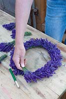 Make a wreath of lavender, Lavandula angustifolia Hidcote Blue 