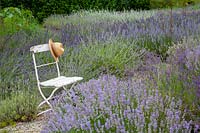 Seating in the lavender garden, Lavandula 