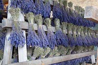 Drying lavender, Lavandula angustifolia Hidcote Blue 