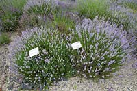 Lavender in gravel, Lavandula angustifolia Blue Cushion; Lavandula angustifolia Reve de Jean Claude 