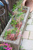 Stone trough with flowering houseleek, Sempervivum 