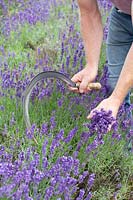 Lavender harvest with the sickle 