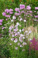 Prairie mallow and soapwort, Sidalcea Elsie Heugh, Saponaria officinalis Rosea Plena 