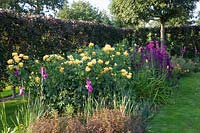 Roses and lobelias in front of a hedge of ornamental apples, Rosa Easy Going, Lobelia Hadspen Purple, Malus Red Lane 
