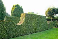 Beech hedge, Fagus sylvatica 