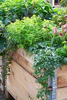 Raised bed with herbs and summer flowers 