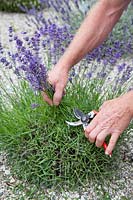 Correct pruning of lavender, Lavandula angustifolia 