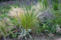 Bed with oregano, and feather grass, Origanum vulgare, Nasella tenuissima 