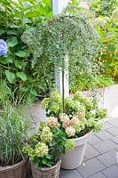 Cotoneaster as a standard tree and hydrangeas on the terrace, Cotoneaster, Hydrangea 