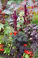 Ricinus communis, Amaranthus, Brassica oleracea Redbor, Perilla frutescens Red Skin, 