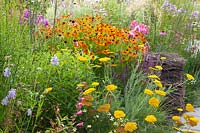 Prairie bed with sneezeweed and yarrow, Helenium, Achillea filipendula Parkers Variety 