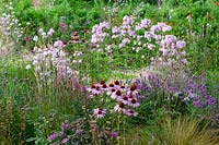 Bed with soapwort and purple coneflower 