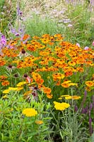 Prairie bed with sneezeweed and yarrow 