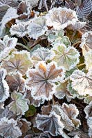 Lady's mantle with frost, Alchemilla mollis 