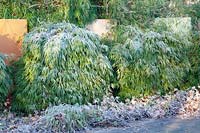 Bamboo in frost 