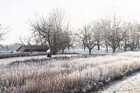 Lavender field in winter, Lavandula angustifolia 