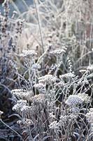 Yarrow in frost, Achillea millefolium 