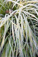 Sedge in frost, Carex 