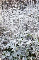 Frostweed, Phlomis russeliana 