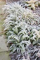 Carex morowii Ice Dance and Blechnum spicant with frost 