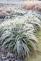 Carex morowii Ice Dance with Frost 