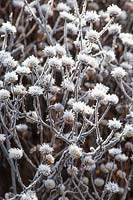 Aster in the frost 