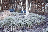 Sedges under birch, Carex 