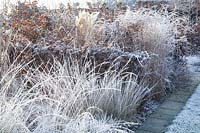 Grasses in the frost 