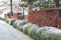 Copper beech hedge and boxwood in winter, Fagus sylvatica, Buxus 