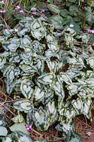 Beautifully patterned foliage of autumn-flowering Cyclamen hederifolium 