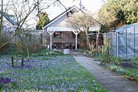 Country garden with crocuses 