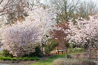 Seating area with ornamental cherries, Prunus incisa The Bride, Prunus yedoensis, Prunus subhirtella Accolade 