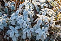 Sage with Frost, Salvia officinalis, Sage with Frost, Salvia officinalis 