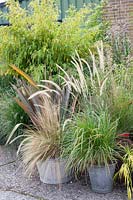 Grasses in pots, Pennisetum orientale Fairy Tails, Nasella tenuissima, Phormium tenax Atropurpureum 