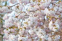 Flowers of the Japanese ornamental cherry, Prunus serrulata Shogetsu 