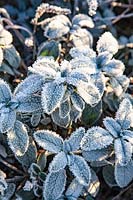 Sage with frost, Salvia officinalis 